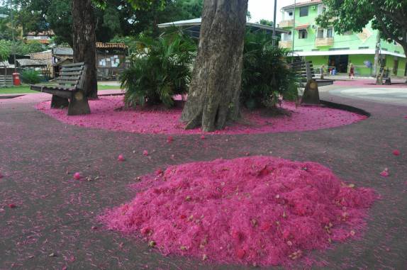 Todo dia, pela manhã, é dia de varrer as flores de Jambo, na praça central de Alter do Chão - PA